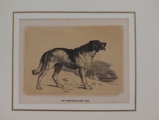 CANE TERRANOVA NEWFOUNDLAND