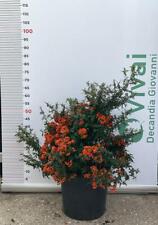 PIANTA DI PIRACANTA NAVAHO NANA  IN VASO CM 30 (foto reale) siepe con bacche 