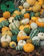 Zucche ornamentali varie (circa 60 semi) semi zucca