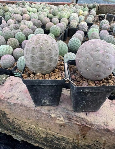 1pz rara pianta succulenta - 1pz,