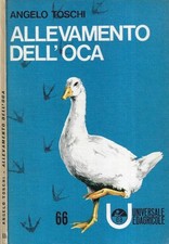 Allevamento dell' oca. 
