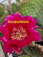 Opuntia aurea Granato Glow