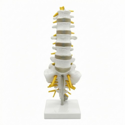 Modello colonna vertebrale - modello,