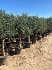 Olivo Olivo "25 anni" 160 cm