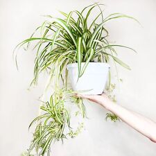 CHLOROPHYTUM COMOSUM VITTATUM - FALANGIO NASTRINO - Pianta Ragno - #1 piantina