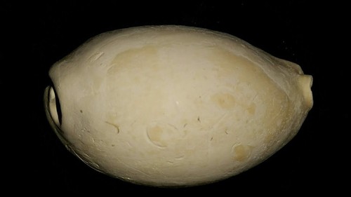 Fossile/fossilizzato
