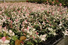 Gelsomino Tricolor "Rhyncospermum Asiaticum Tricolor" 3 piante in vaso da ø9 cm