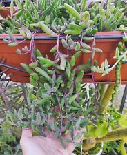 ?Pianta Vaso Ø 15 Cm SENECIO HERREIANUS PURPLE VIOLA Pendente ??+ omaggio