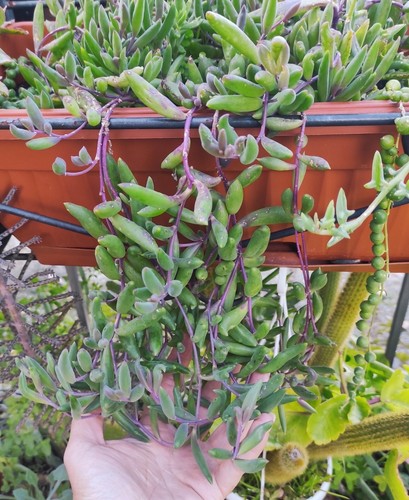 Pianta vaso senecio - in,