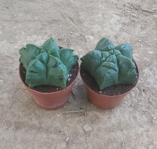 Pack astrophytum - pack, x2