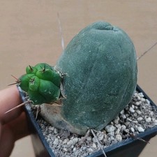 Tricho Cereus bridgestii