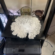 Large Hyacinth Table Coral