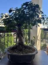 Bonsai prunus mahaleb - bonsai,
