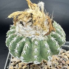 Discocactus woutersianus