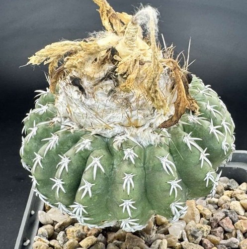 Discocactus woutersianus - , 20