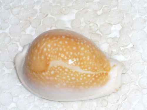 Cypraea miliaris magistra - cypraea, f,magistra