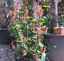 10 Piante di photinia red robin 60/80 Cm