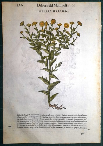 Stampa antica mattioli - stampa,