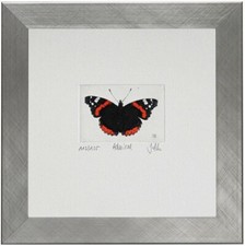 Ammiraglio (Vanessa atalanta)