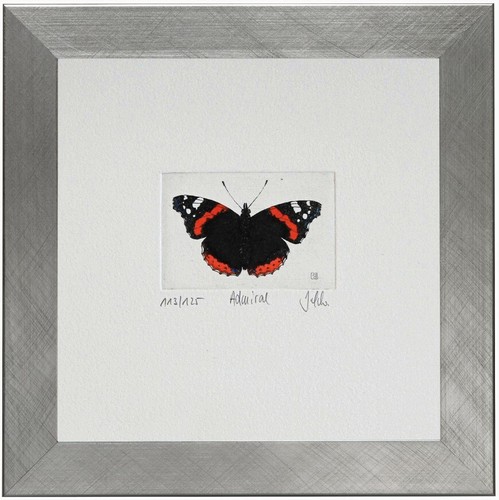 Ammiraglio - (vanessa, atalanta)