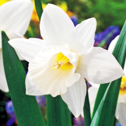 Narcisi bulbi fiori cipolle - narcisi,