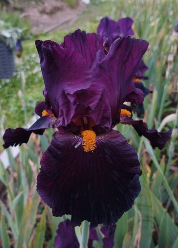 Rizoma iris germanica - iris,