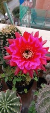 Echinopsis-TRICHOCEREUS