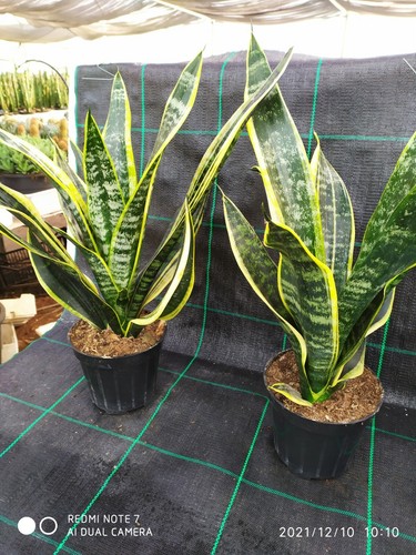Piante di sanseveria - ,