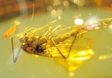 Ambra del Mar Baltico con RARA