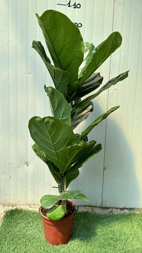 Ficus lyrata foto reali - lyrata,