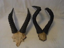 Due corno antilope tassidermia