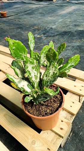 Opuntia monacantha mostruosa