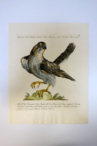 Manetti saverio falco - manetti,