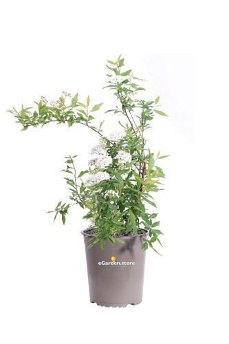Pianta spirea di - pianta,