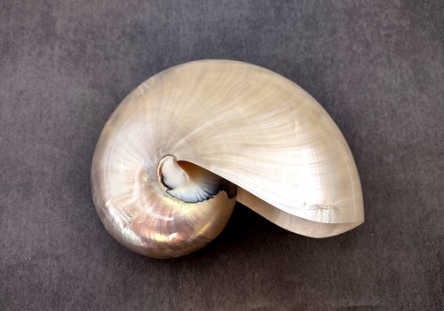 Nautilus conchiglia - conchiglia,