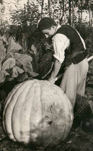1955 rovigo esemplare zucca - esemplare,