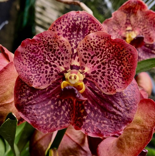 Vanda orange summerglow spig - orange,