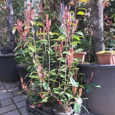 Piante di photinia red robin 60/80 Cm
