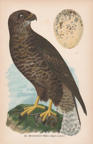 Poiana comune buteo - comune,