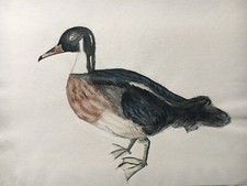 Ritratto Di Animale Anatra A