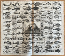 Incisione 1750 fauna marina
