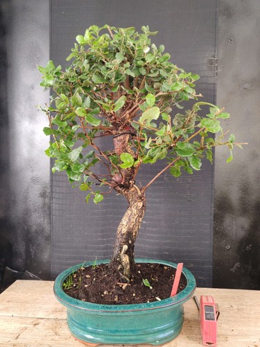 Bonsai quercia sughero h - ,