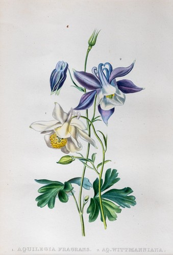 Aclea profumata aquilegia - profumata,