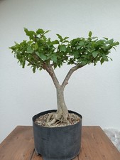 Bonsai Ibisco yamadori Fiore Viola