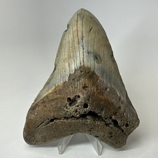 Dente squalo megalodonte - dente, di