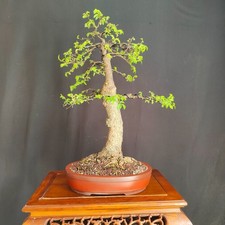 PRE BONSAI  DI OLMO CAMPESTRE