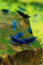 CARIDINA DAVIDI BLUE SAPPHIRE