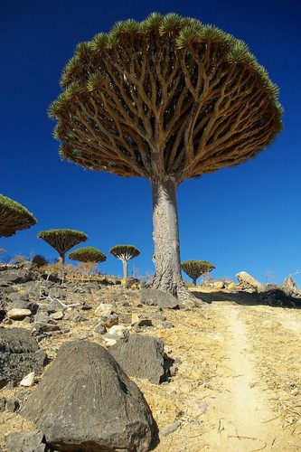 Dracena draco albero dei - dracena,