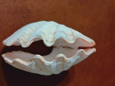 Conchiglia Shell TRIDACNA