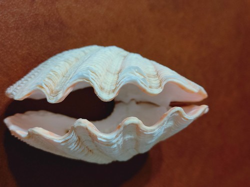 Conchiglia shell tridacna - shell,